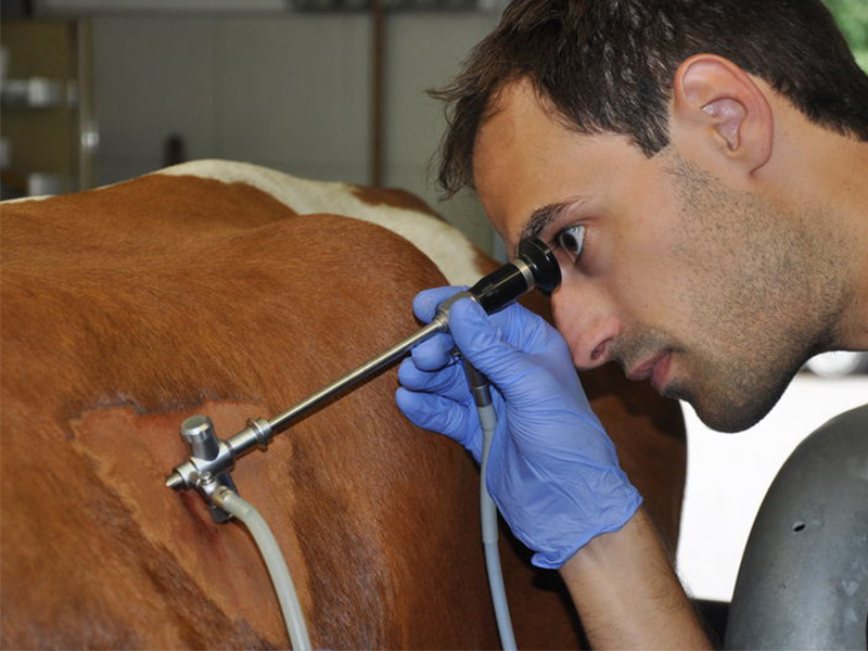 Endoskopie bei einer Kuh