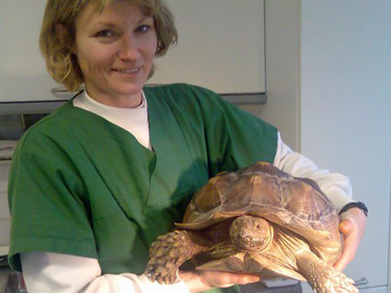 Tierarzt hält eine Schildkröte im Arm