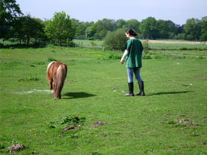 Frau mit Pony auf der Weide