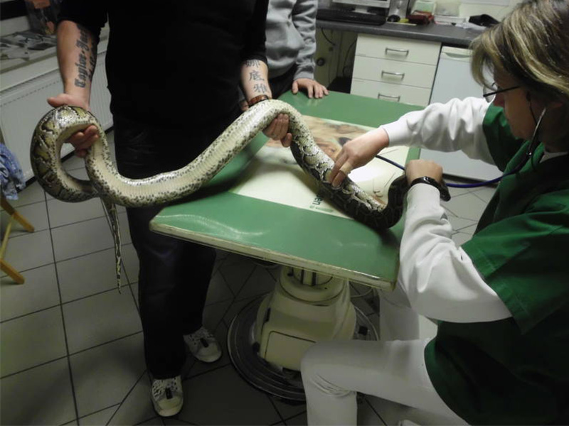 Untersuchung einer Schlange beim Tierarzt